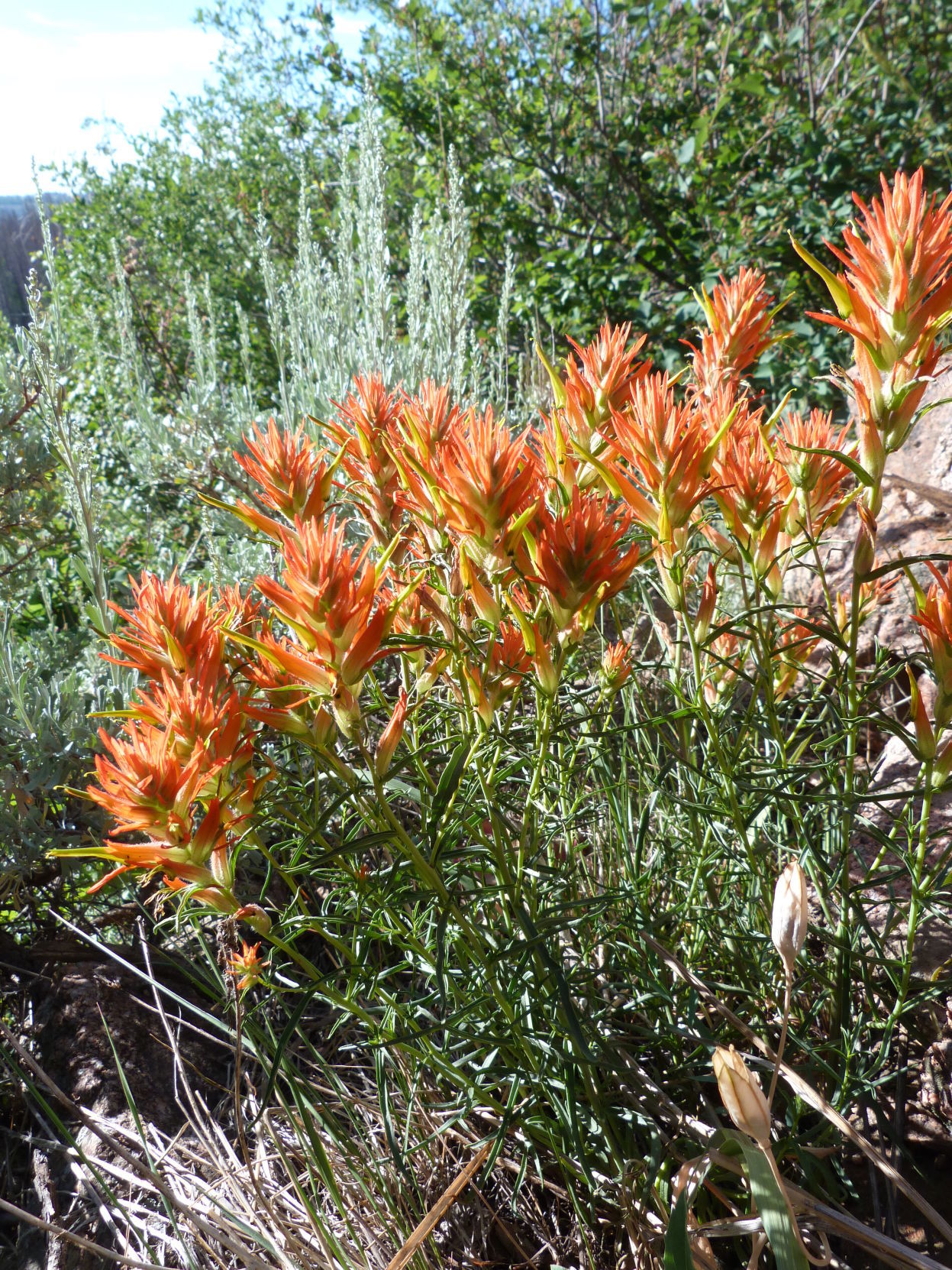 Indian paintbrush
